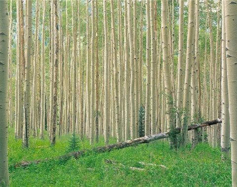 جنگل و زراعت چوب در ترکیه
