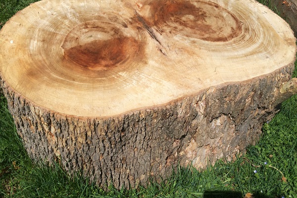 معرفی چوب درخت چنار