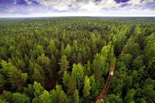 غنی‌ترین کشورها از نظر داشتن درخت و جنگل قسمت اول