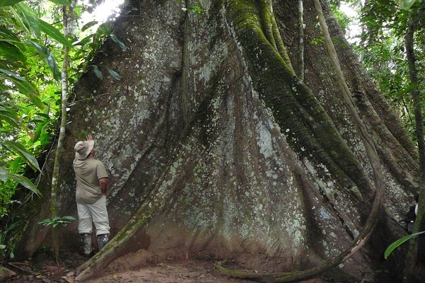 معرفی درخت و چوب ماهاگونی (آکاژو)