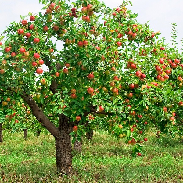 معرفی درخت سیب