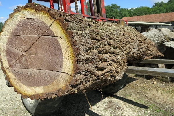 معرفی چوب درخت گیلاس