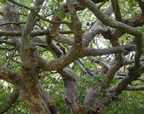 معرفی چوب درخت انجیلی