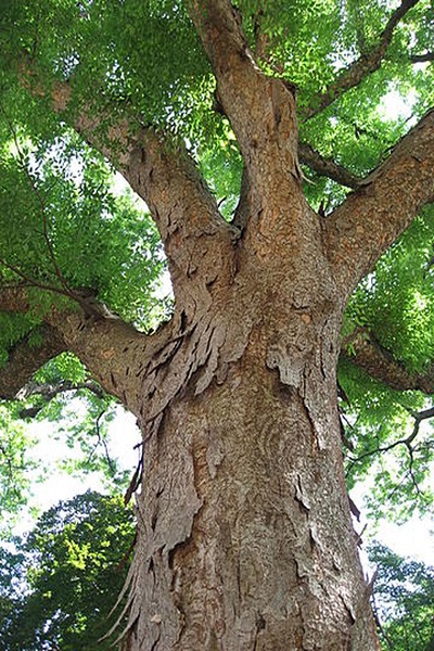 معرفی درخت و چوب آزاد