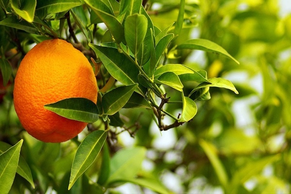 معرفی درخت نارنج
