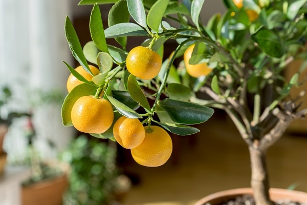 معرفی درخت لیمو ترش