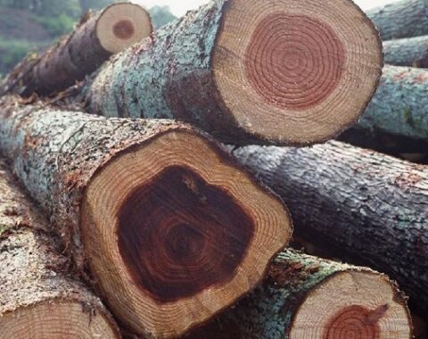 معرفی درخت و چوب ماهاگونی (آکاژو)