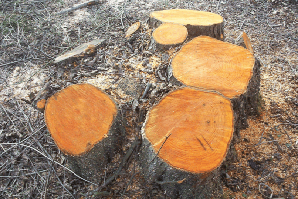 معرفی چوب درخت توسکا