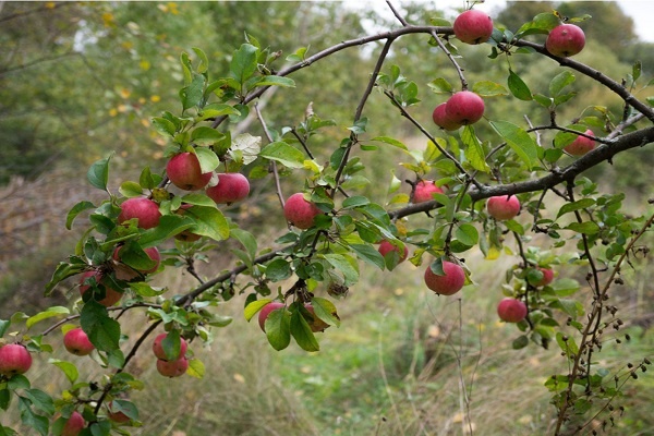 معرفی درخت سیب