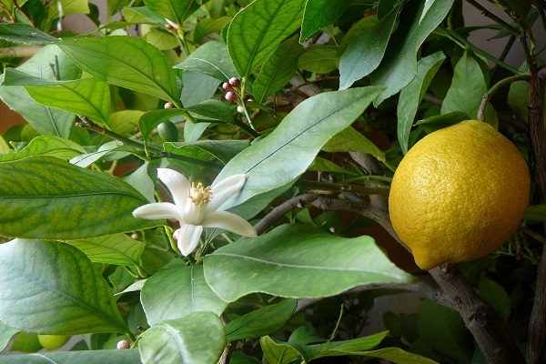 معرفی درخت لیمو ترش